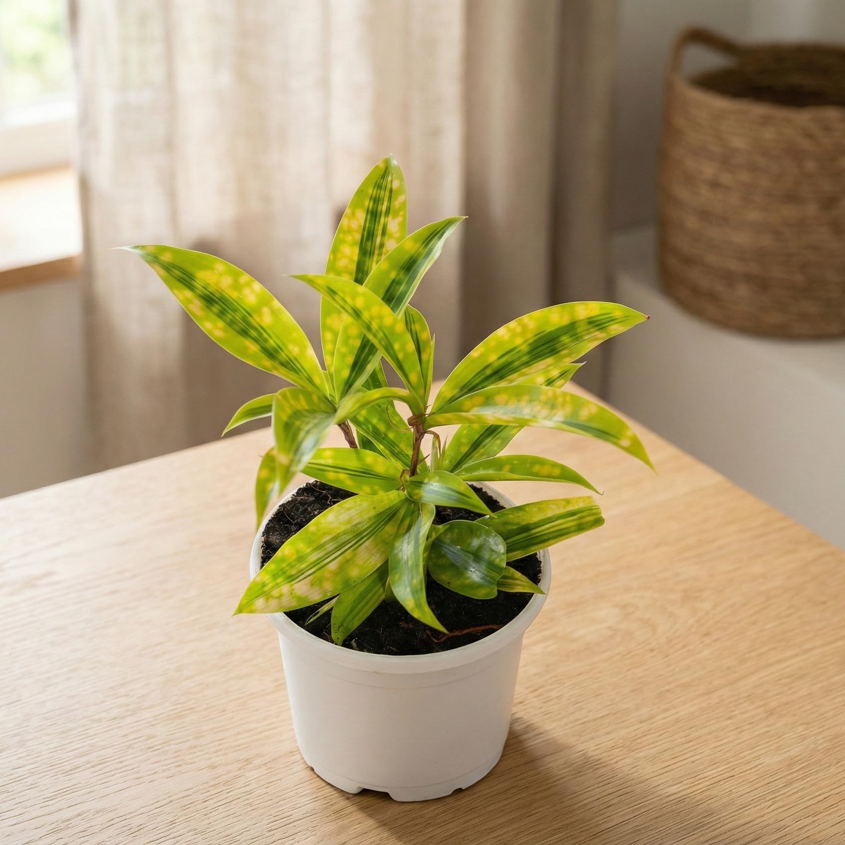 Soil & You Air Purifying Dracena Milky Way Live Plant : Amazon.in: Garden &  Outdoors