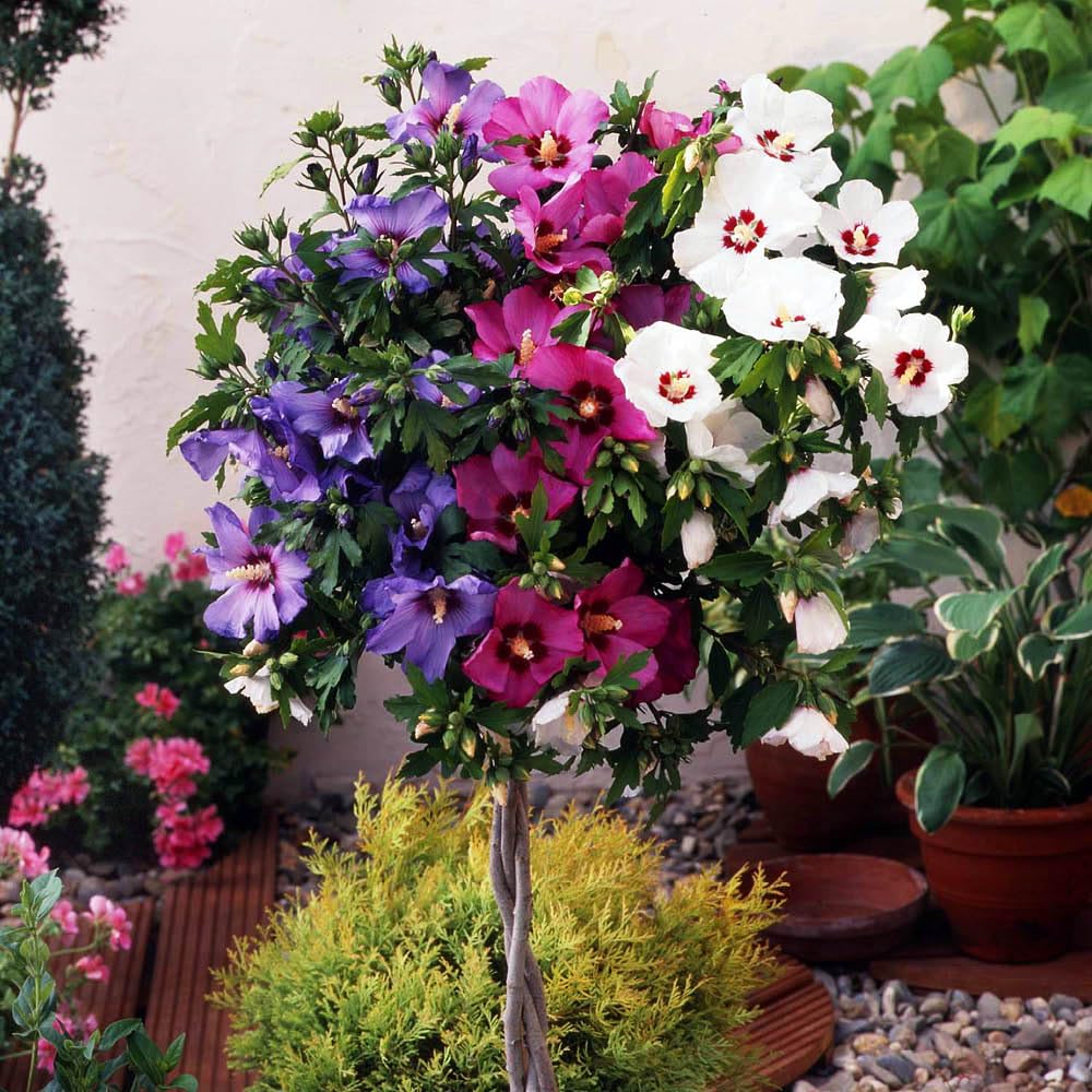 YouGarden Braided Stem Hibiscus 'Tricolour', Established Standard Tree in 23cm Pot, 1.1-1.4m Tall, Three Colours on One Tree, Ready to Plant and Display