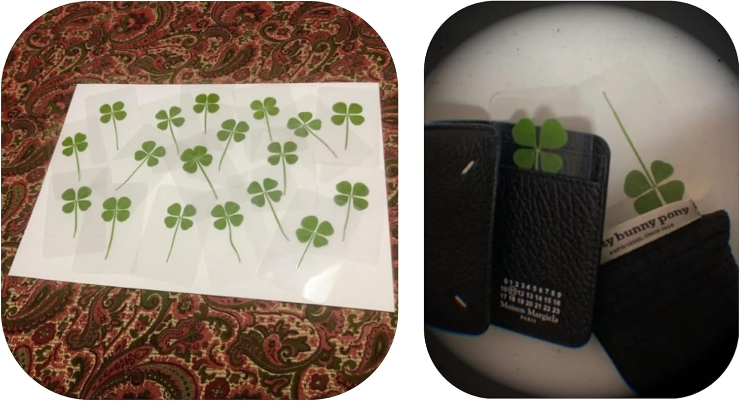 Housewarming Four-Leaf Clover 50pack - Genuine 4 Leaf Clover Bookmark Card Lucky charm (Clear, Set of 50)