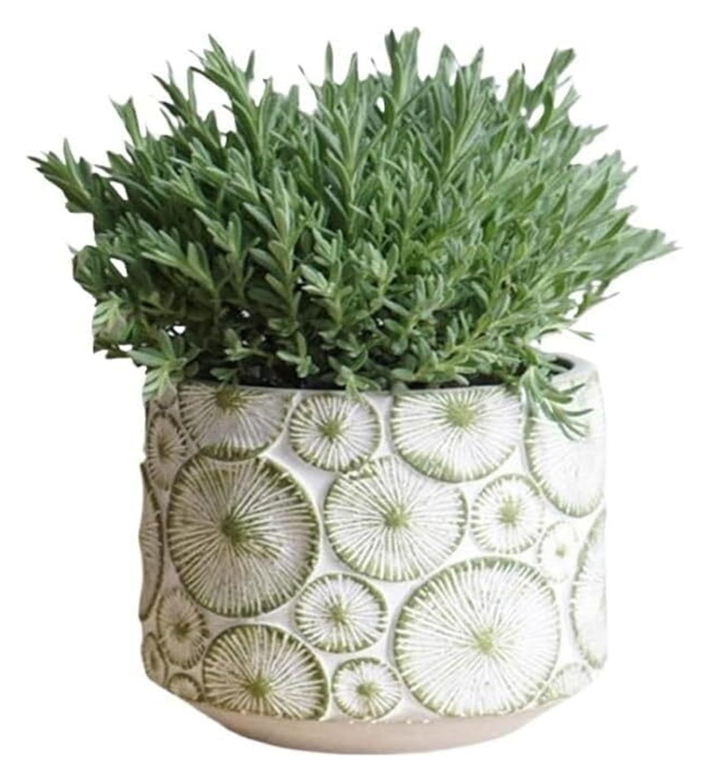 Pots de fleurs amusants pour éviter la pourriture des racines des plantes