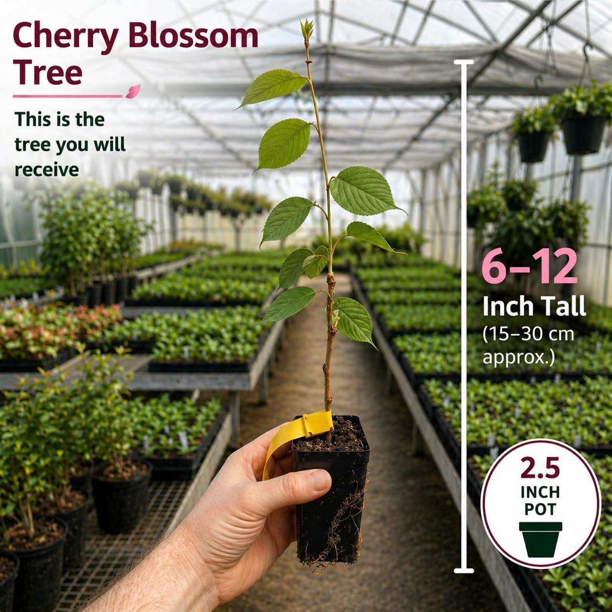 Okame Cherry Tree Live Plant, 6-12 Inch Tall Starter Plant, Japanese Cherry Blossom Tree, Easy Care Flowering Tree for Planting Outdoors