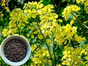 500+ Seeds Mustard - Vegetable Black