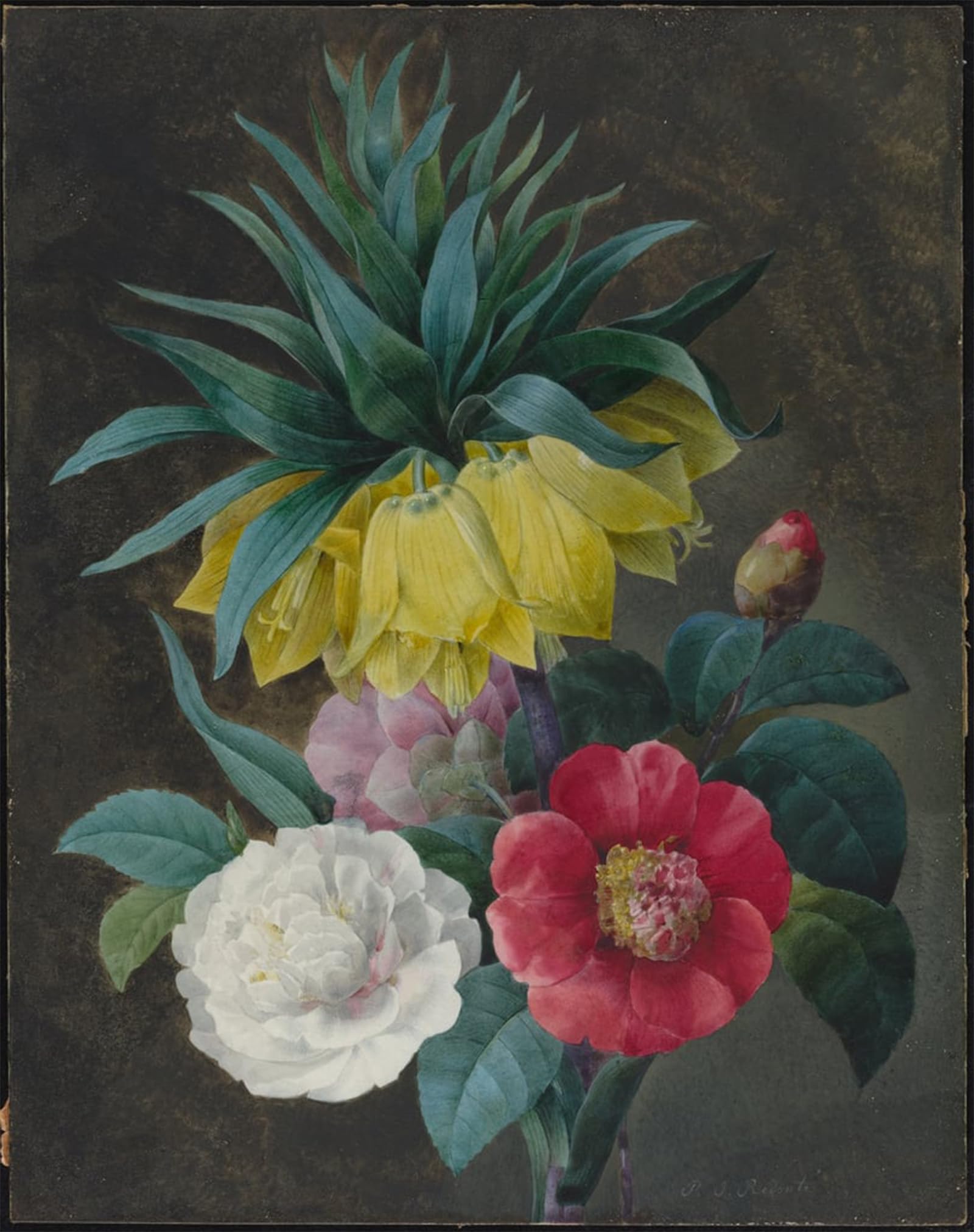 ARTXLXXBN Famous Painting Art Wall Decor Abstract Art Picture Four Flower and a Imperial by Pierre Redouté Animal Pictures for Home Decor 60x90cm