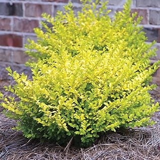 Ligustrum sinense ‘Sunshine’ (Chinese Privet) — 2-Year-Old Live Plant, 1...
