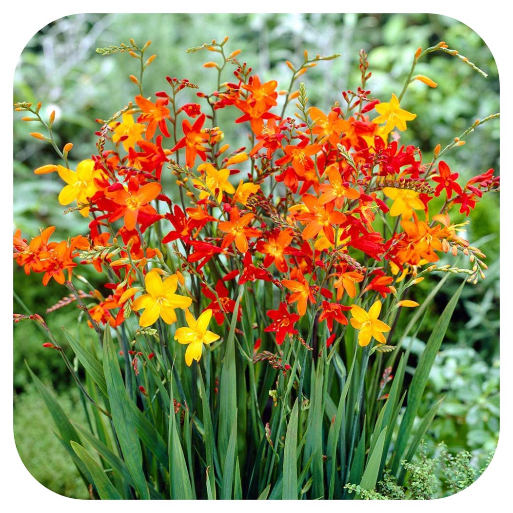 Crocosmia Small Flowering Bulb Mix x 25 Orange Yellow red by Growtanical®