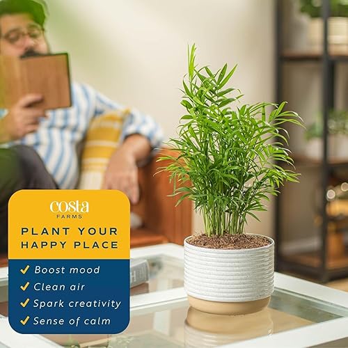 Miniatura 43 de Costa Farms Palma de bambú, planta de interior fácil de cultivar, planta de interior viva en maceta decorativa, decoración de habitación u oficina