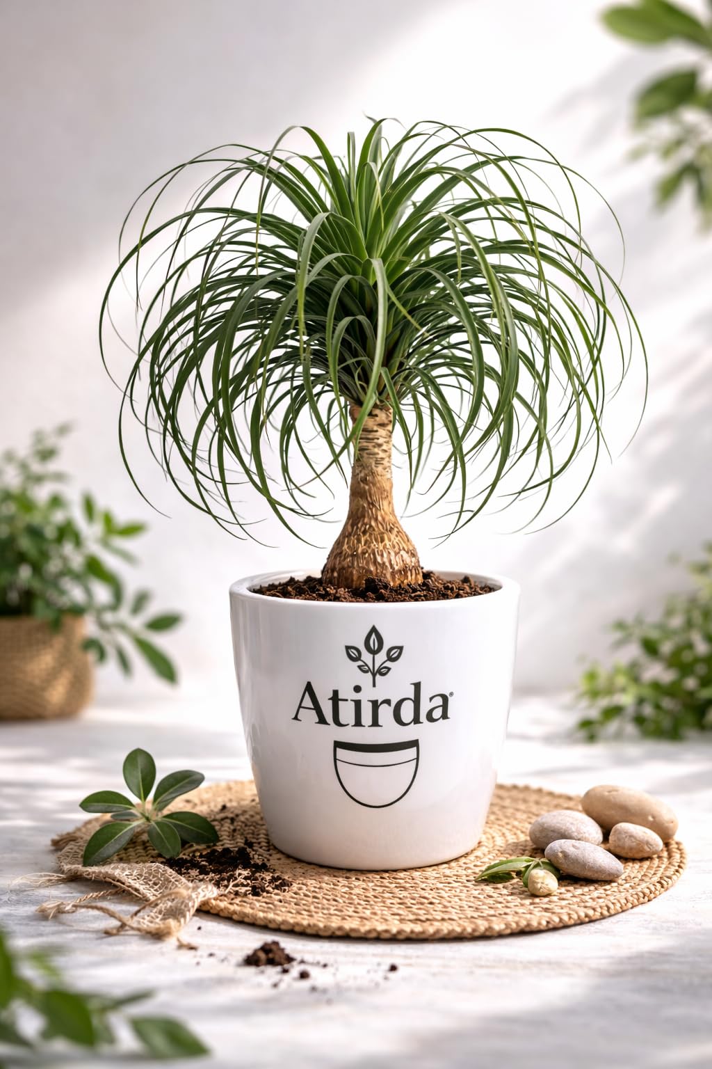 Natural Ponytail Palm Live Indoor Plant – Stylish Green Plant for Home Decor Easy Care Drought Resistant Pack of 1-image-41