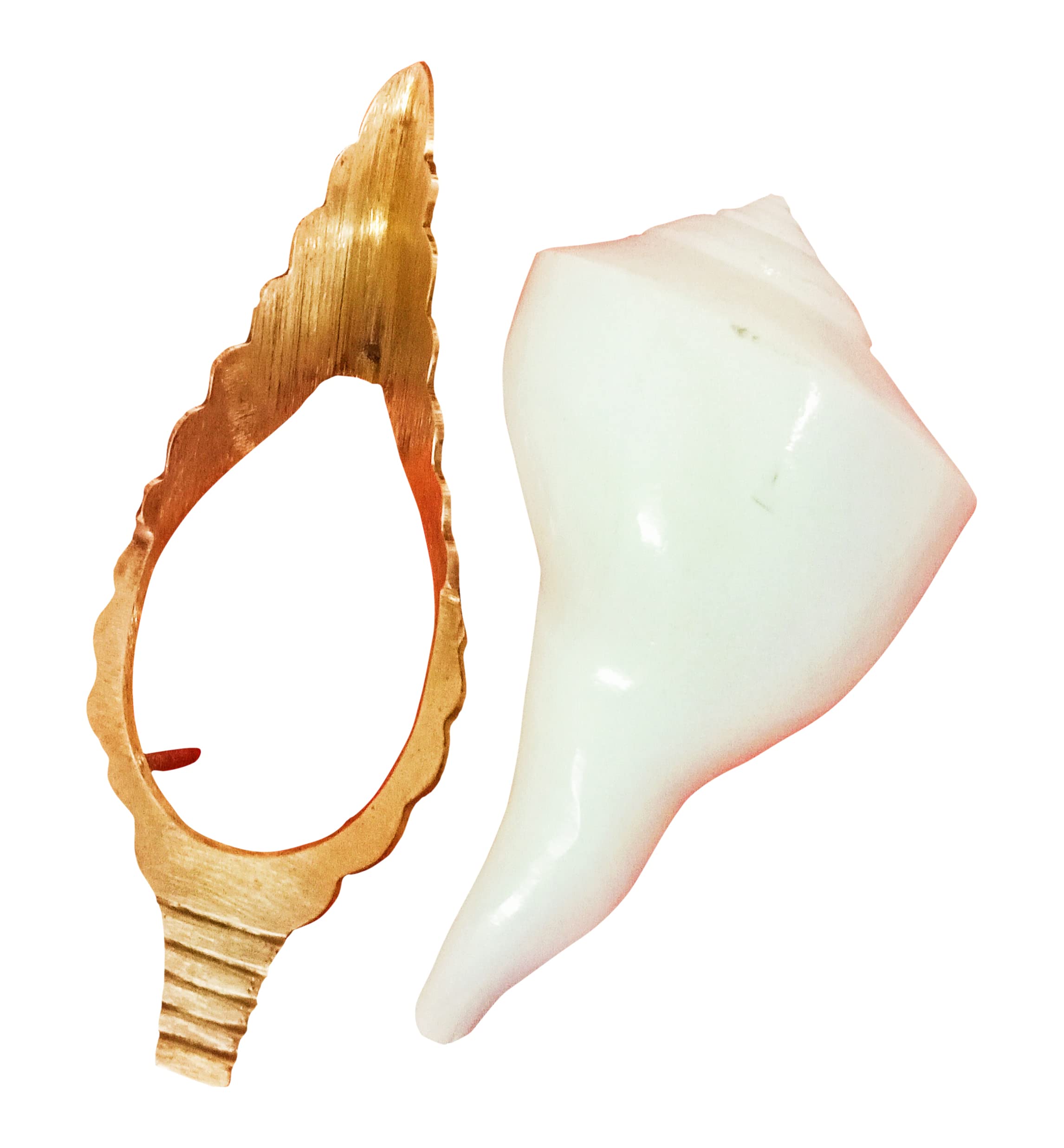 Original Dakshinavarti shankh for Pooja/Right Handed shankh White