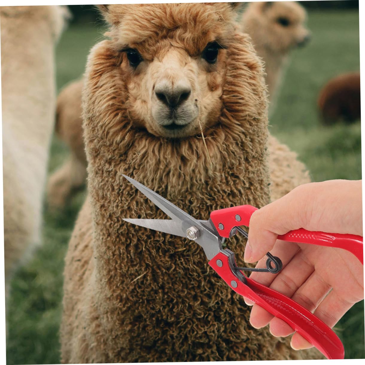 VANZACK 2piezas Tijeras Manuales Para Shearing De Lana De Oveja Cortador De Pelo Para Ganado Diseño Ergonómico De Acero Al Carbono Herramienta De Jardinería Agrícola