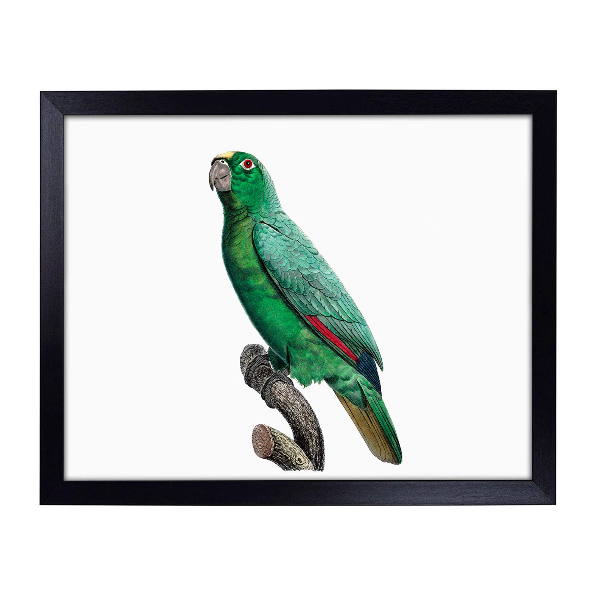 Lap Tray with Cushion | Yellow-Fronted Amazon Parrot by F. Levaillant | Padded Bean Bag Cushion | For Eating, Working, Crafting, Laptop | Portable Table Desk