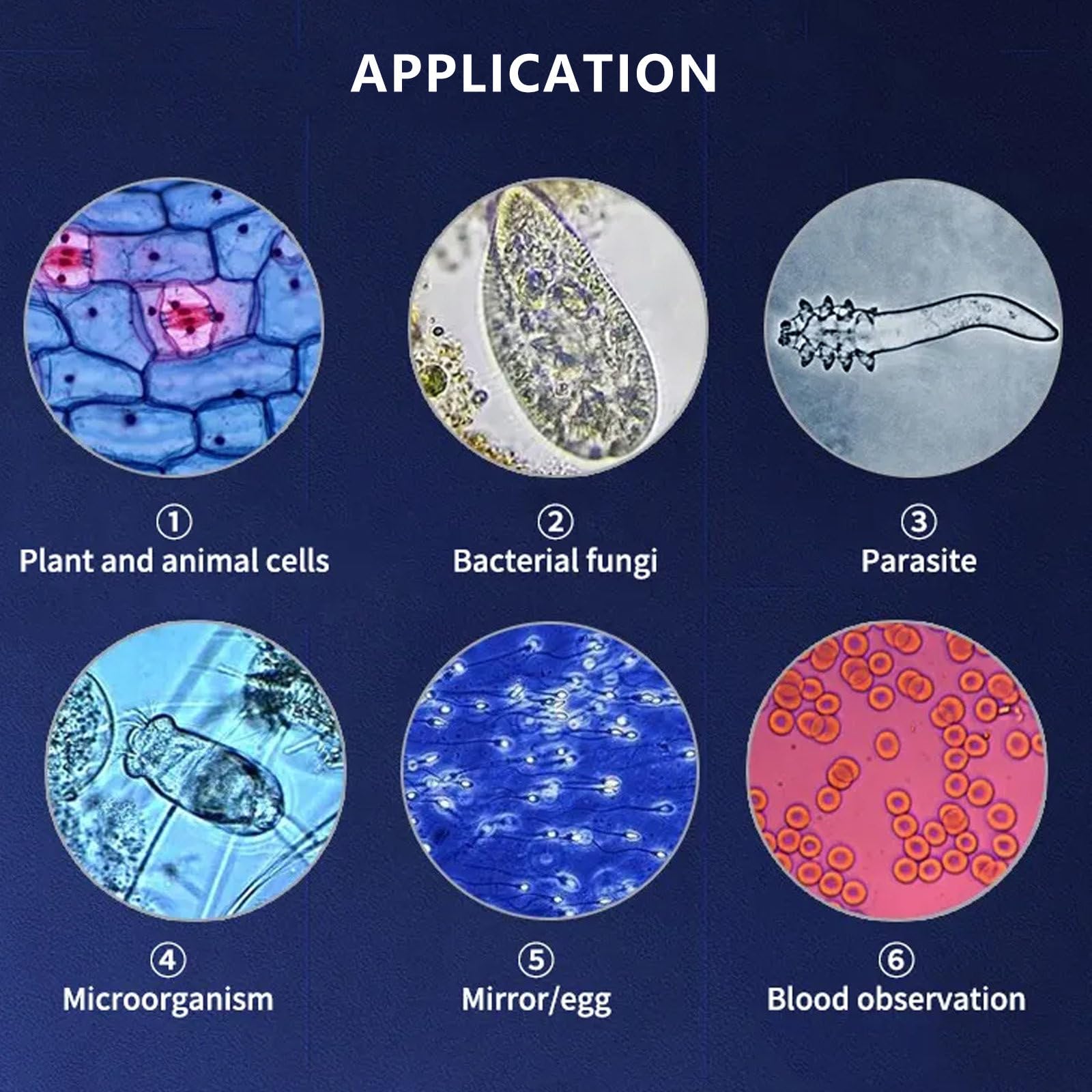 Microscopio BiolóGico Educativo para Estudiantes, Platina MecáNica De Doble Capa Y Perilla De Enfoque Grueso/Fino Coaxial, Microscopio Trinocular Compuesto,5000X+A