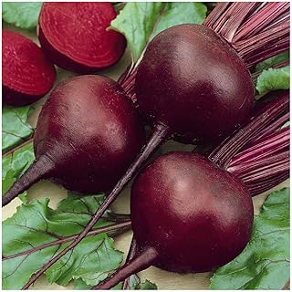 Everwilde Farms - 1 Lb Detroit Dark Red Beet Seeds - Gold Vault