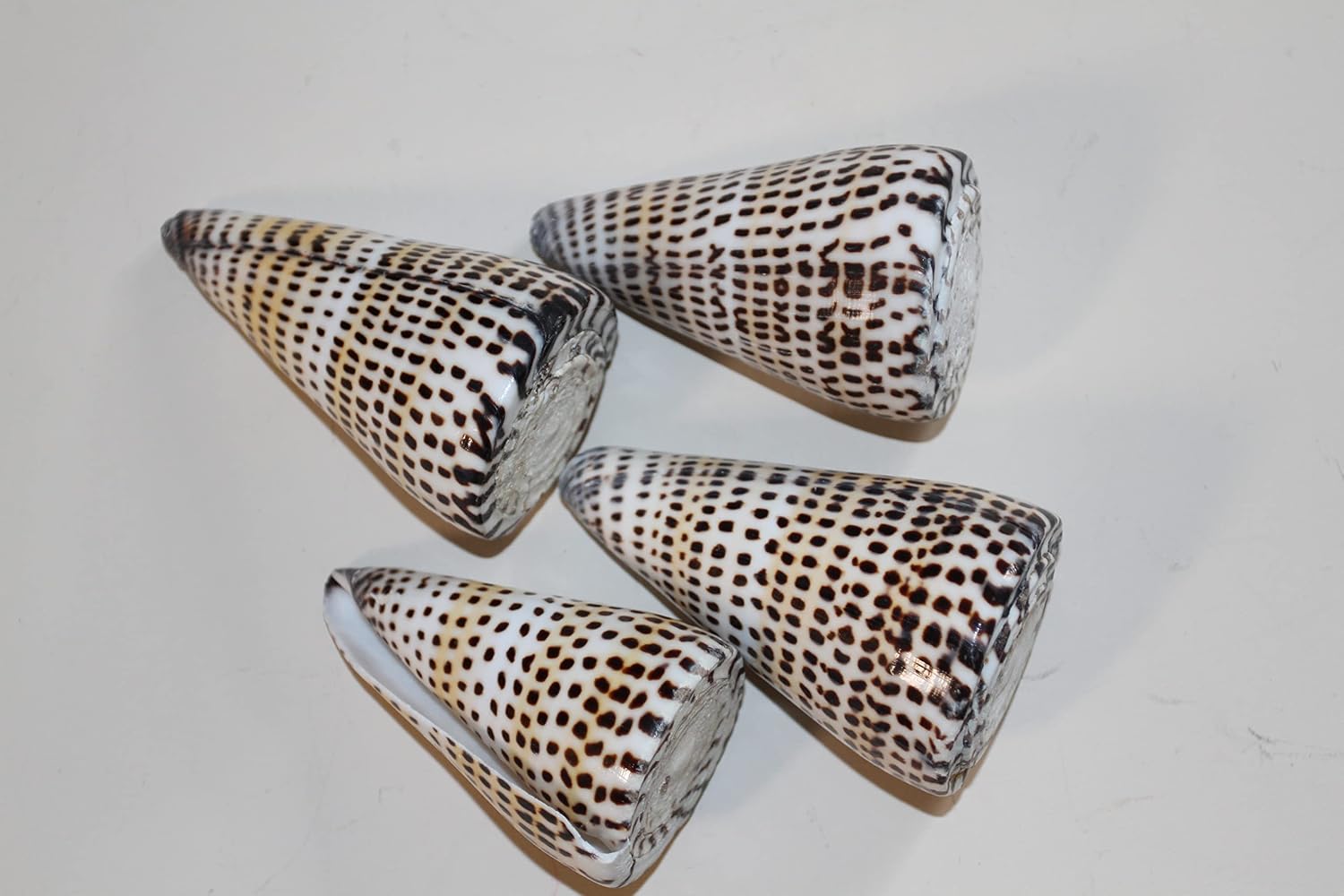 Amazon.com: 8pc Mega Alaphbet Cones Display Seashells : Home & Kitchen
