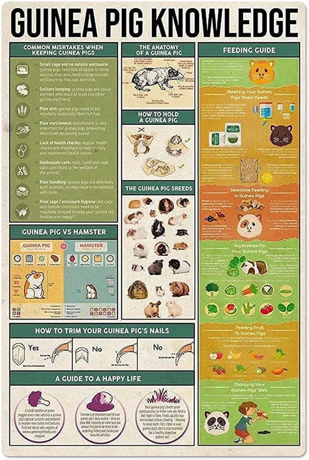 peiyeety Guinea Pig Knowledge Metal Tin Signs Guinea Pig Feeding Guide Information Retro Poster Popular Science Educational Charts Wall Plaques Decor For Home Classroom Room Office 12x16 Inch