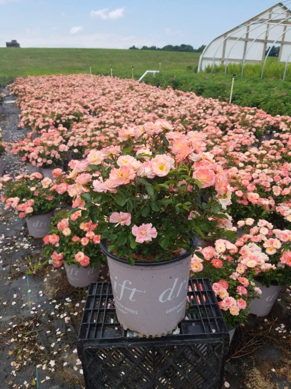 Drift Roses - Rosa Peach Drift (Rose) Rose, double peach flowers, #2 - Size Container