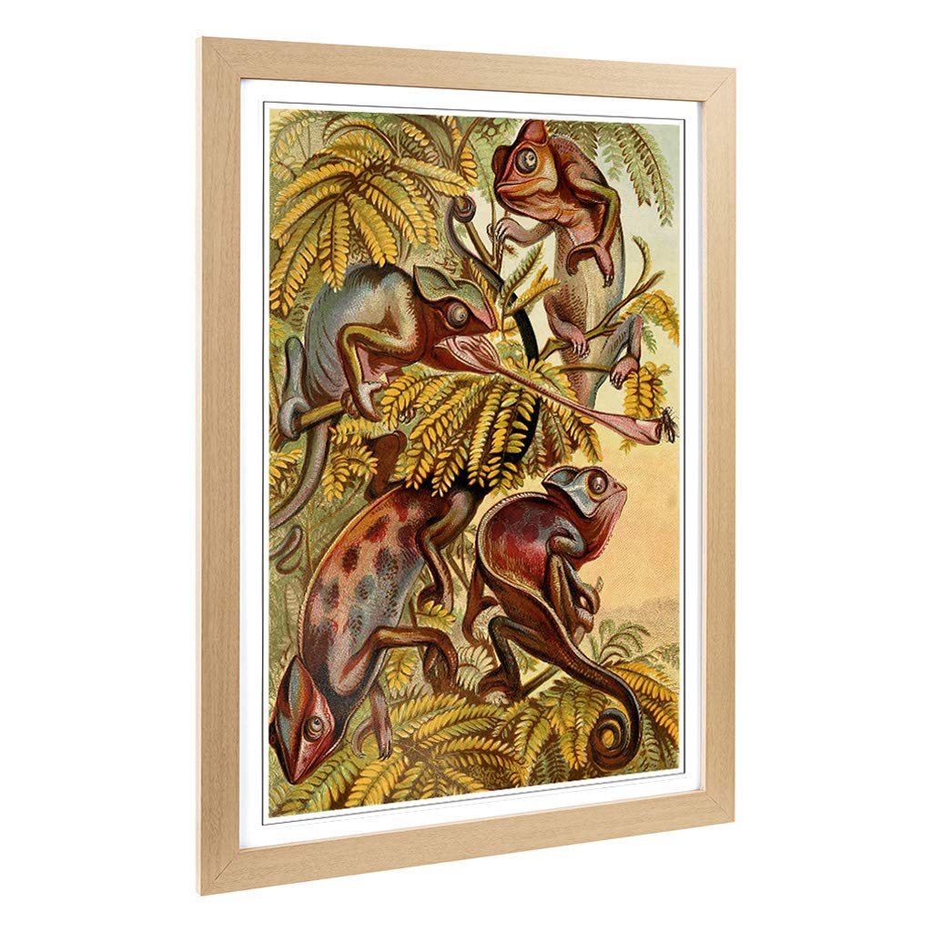Big Box Art Framed Print of Vintage Natural History Chameleons Design | Wall Art Picture | Home Decor for Kitchen, Living Room, Bedroom, Hallway, Oak, A2 / 24.5x18 Inch / 62x45cm