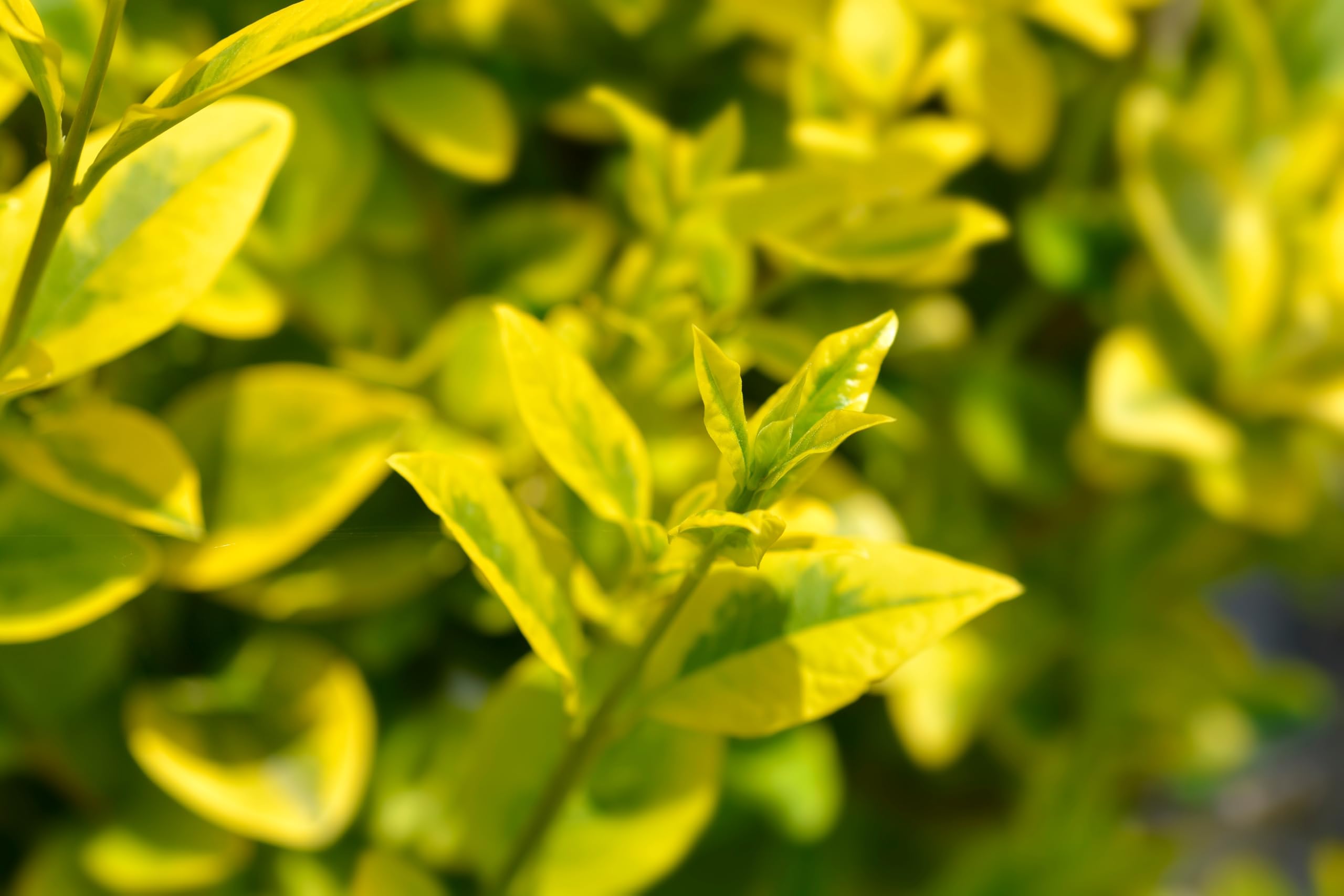 Stauden Gänge 10 x Ligustrum ovalifolium 'Aureum' Goldliguster winterhart | Goldene Heckenpflanze für Sonne bis Halbschatten, Blüte Juni bis Juli, mehrjährig, schnittverträglich, 9x9 cm Topf