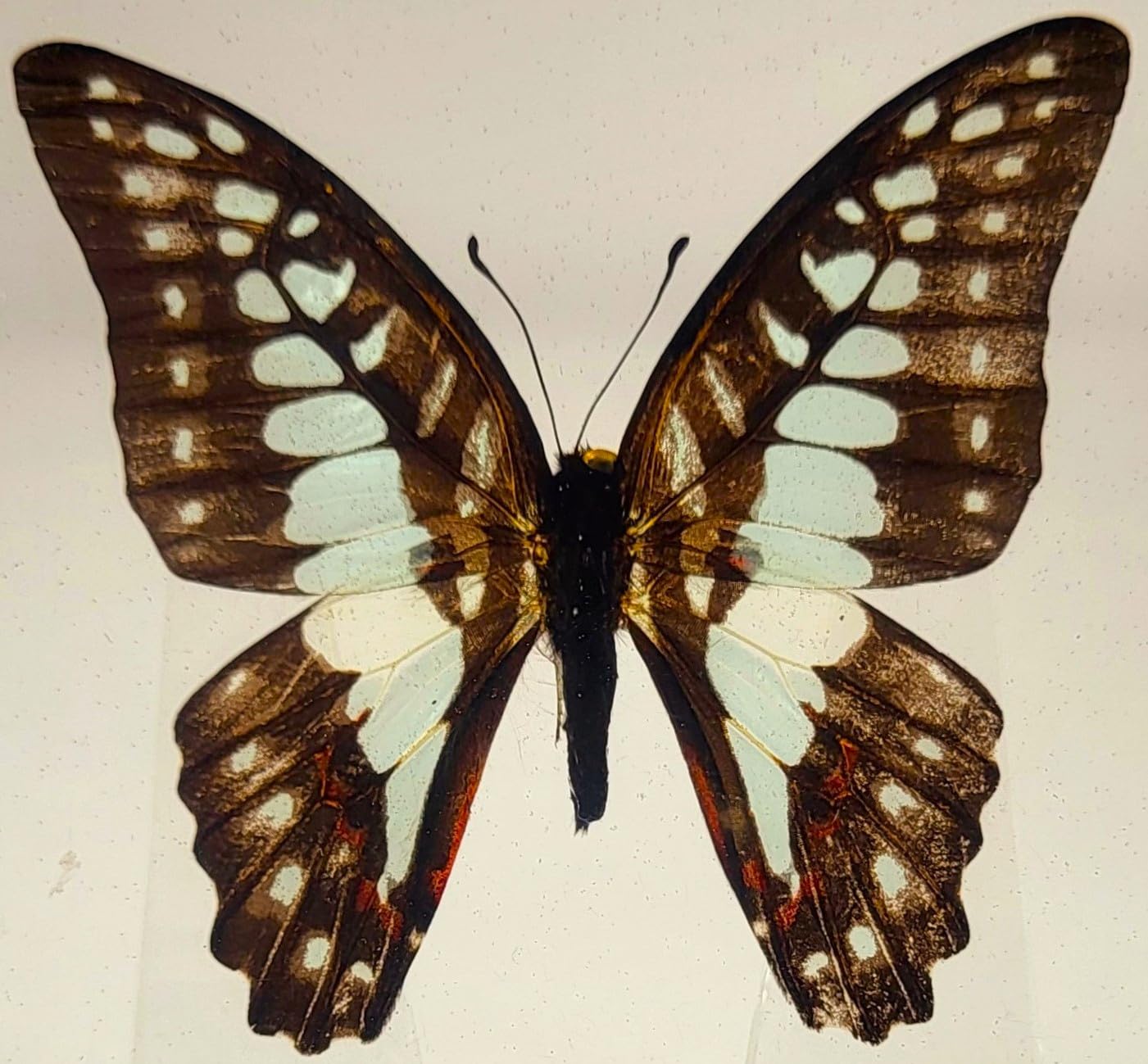 King Boo Super Mario Party Star Rush Plush Toy Luigi's Mansion Stuffed Animal 6 - Foto 4