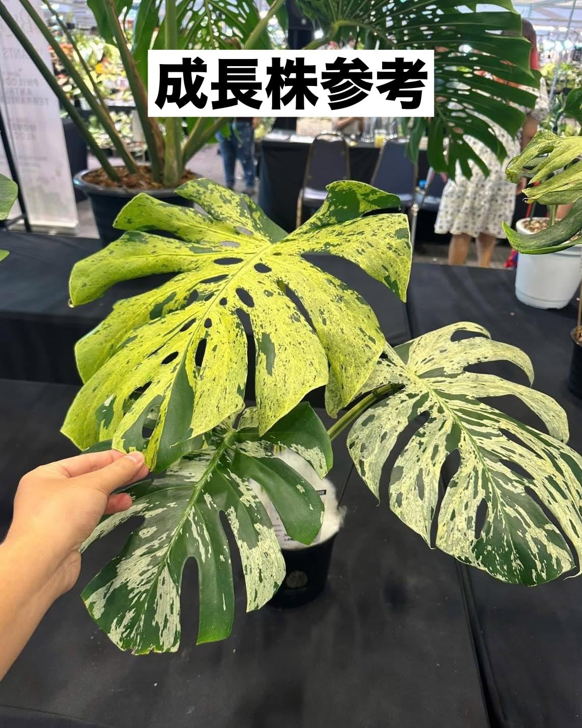 Amazon｜JolieNursery 斑入りモンステラ ベトシオーサ（デリシオーサ系