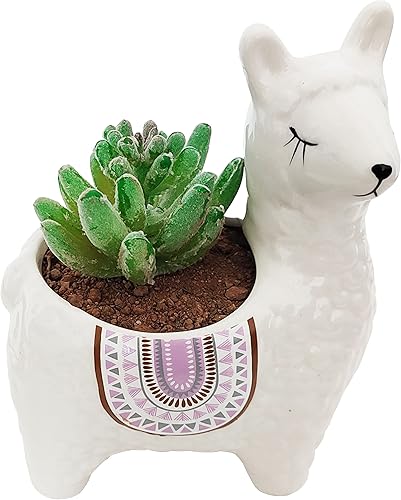 Miniatura 2 de Maceta para suculentas, 4.5 pulgadas con forma de alpaca de cerámica, para decoración del hogar, jardín, oficina (planta no incluida) (blanco)