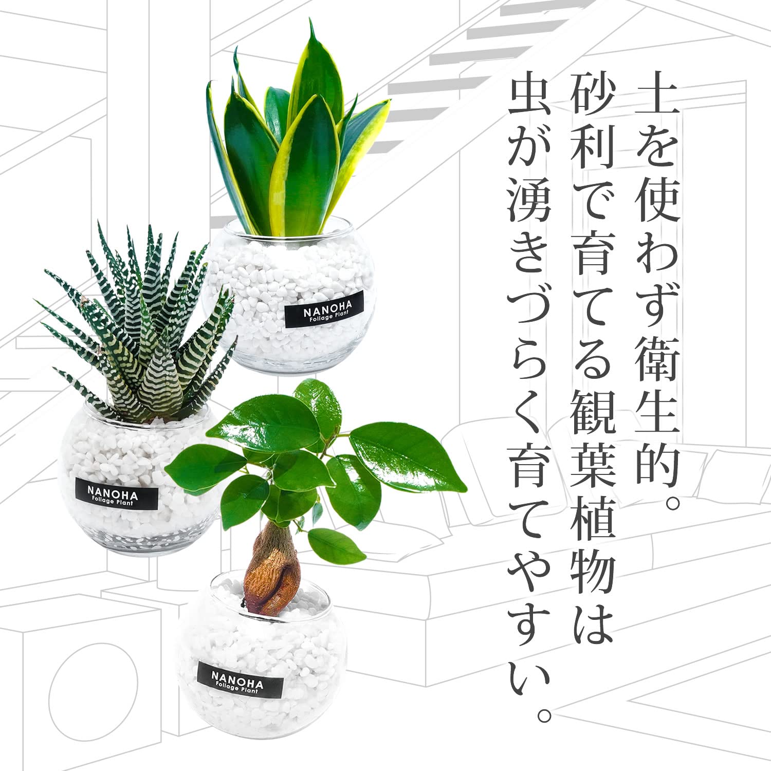 Amazon｜ガジュマル サンスベリア 十二の巻 3鉢セット 白砂利 ガラス