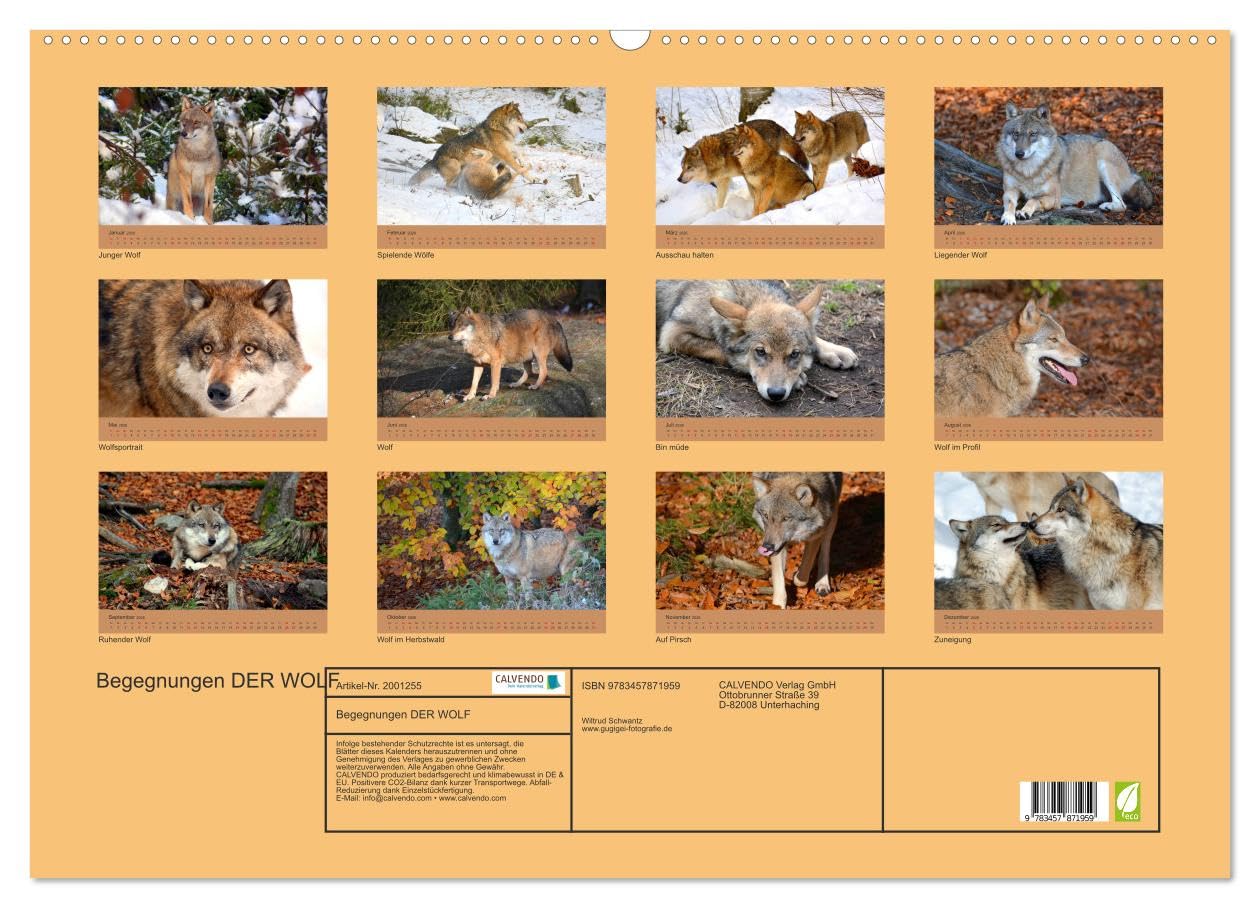 Begegnungen DER WOLF (Wandkalender 2026 DIN A2 quer), CALVENDO Monatskalender: Der Wolf - fantastische Bilder vom Isegrim. (CALVENDO Tiere)