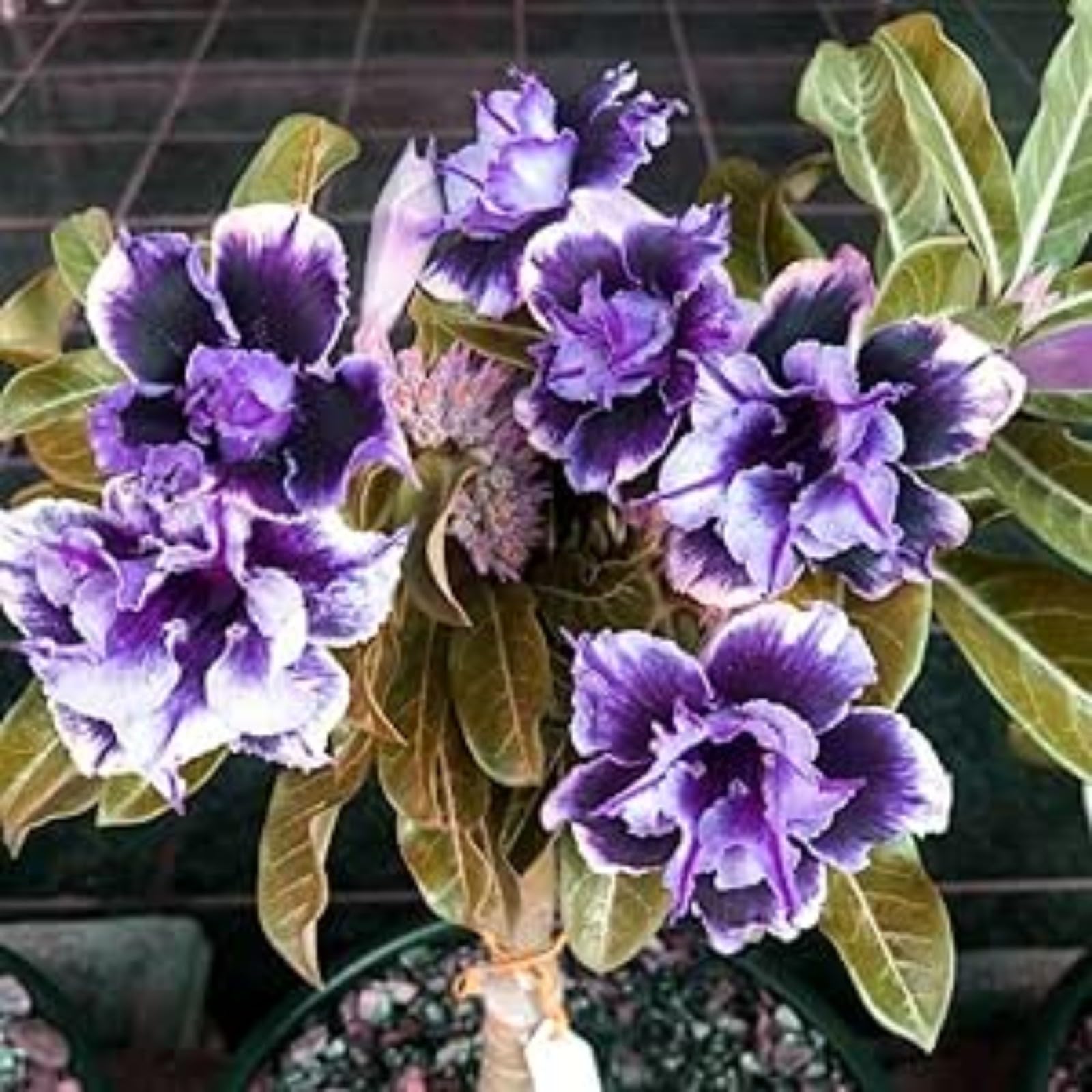 Desert Rose Bulbs for Planting,Excellent Display Indoor Perennial,Desert Rose Bulbs Mix,Desert Rose Tubers UK,Greening Flower,Flowering Rhizome,Balcony Garden Bulbs.-1bulb-A