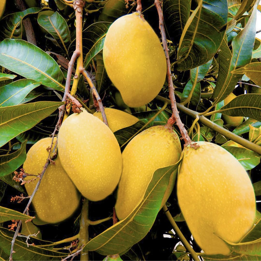 Planta De Mango Injertado De 2 Años Y 150 Cm – Variedad Productiva, Frutos Dulces Y Sombra Natural
