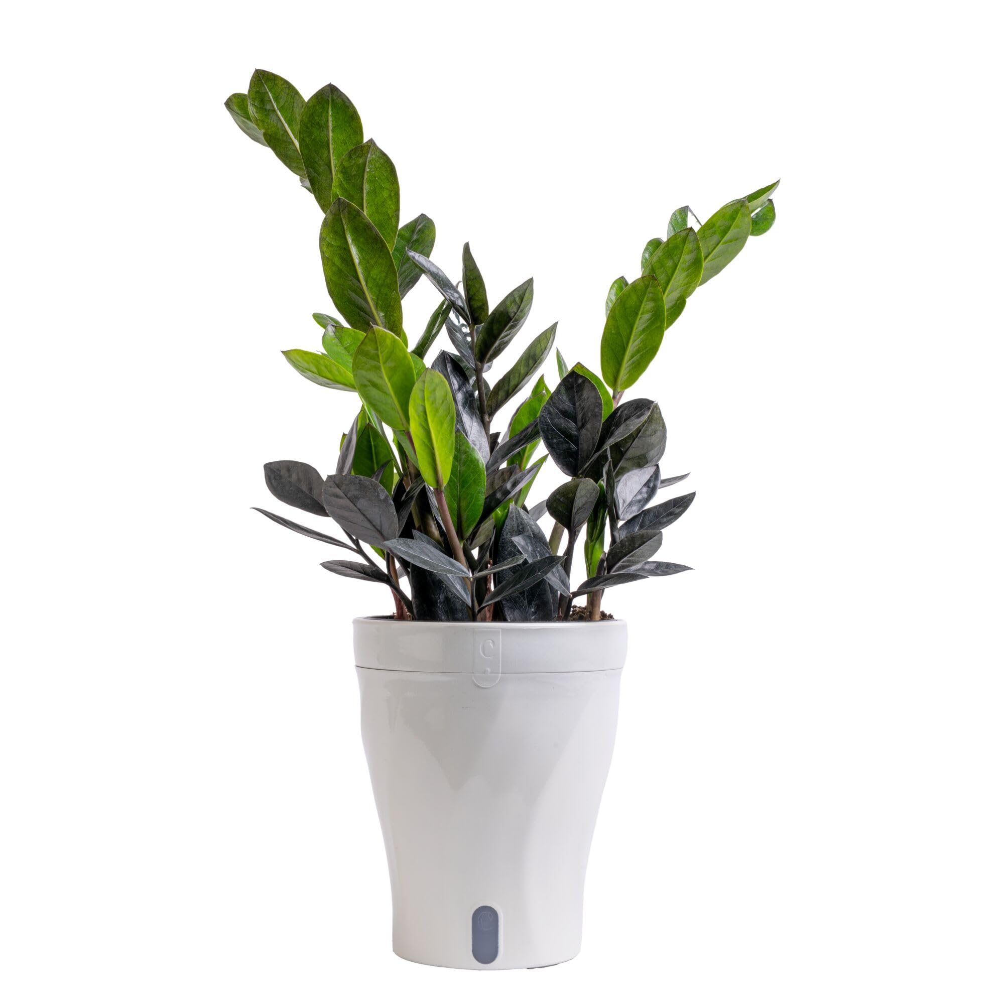 Costa Farms Everlasting ZZ Plant, Easy Live Indoor Plant, Air Purifying