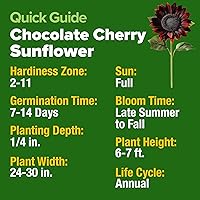 Vista 239 de HOME GROWN Semillas de diente de león para plantar 600 semillas de hierbas medicinales tradicionales (~ 0.01 oz) sin OMG cultivan hojas y flores