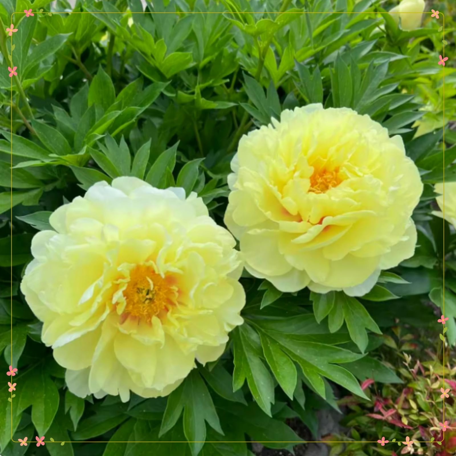 Eye-Catching Peony Bulbs, Hardy Perennial Bulbs, Stunning Garden Displays, Professionally Grown-1 Bulb-B