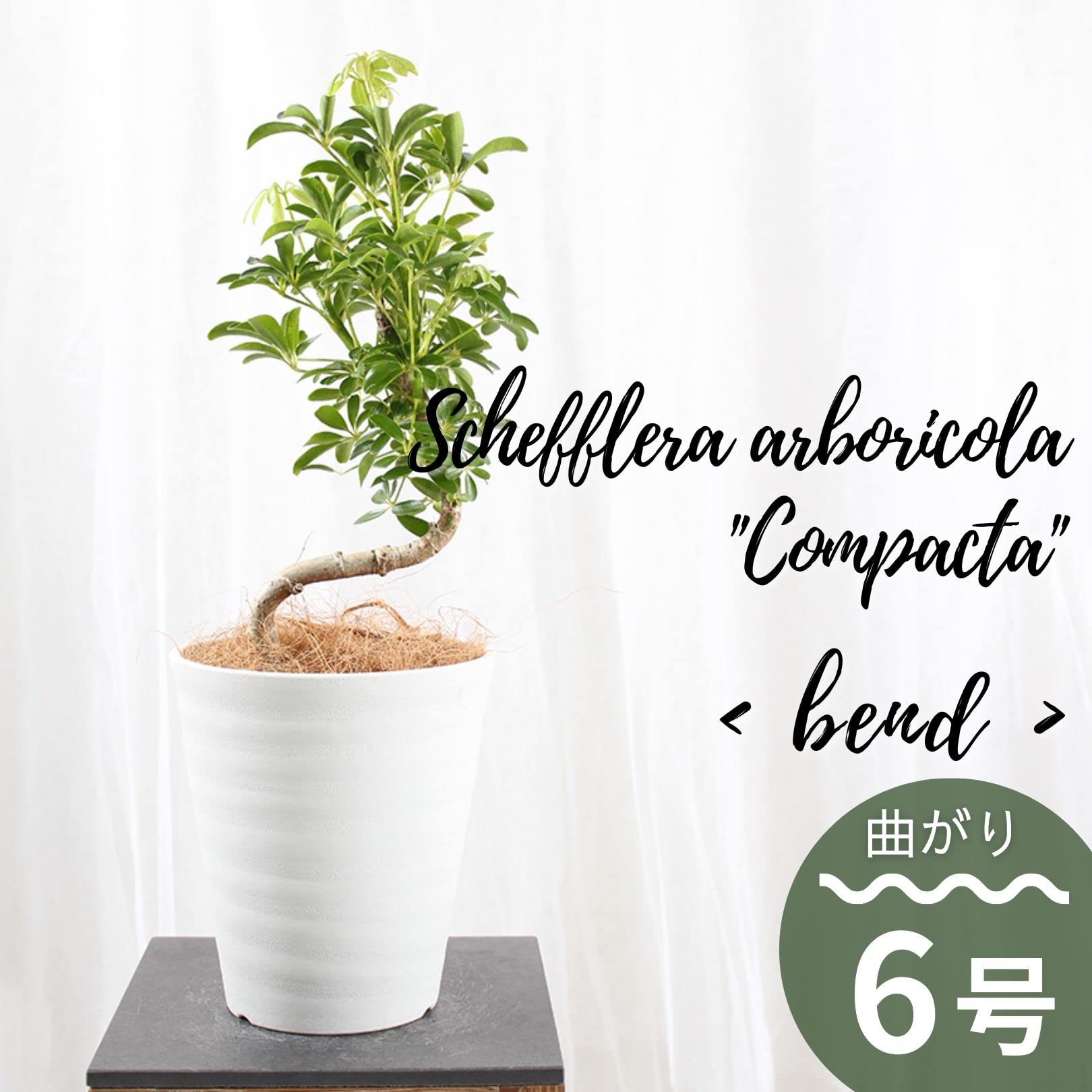 ★最終お値下げ★シェフレア　曲がり　根上がり　お洒落　6号　高さ70cm Amazon｜シェフレラ コンパクタ 6号 曲がり 受け皿付 【観葉植物 本物