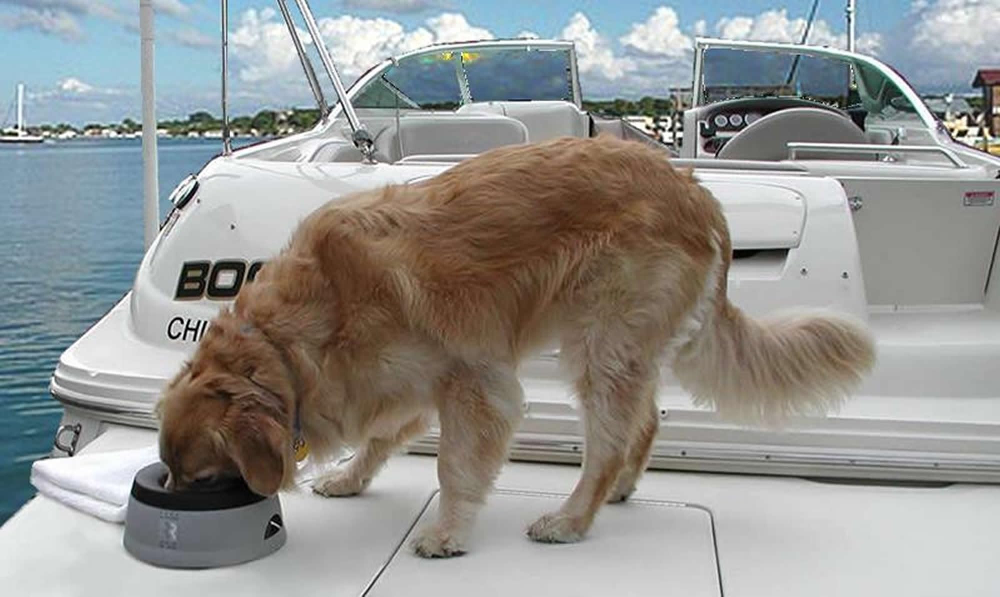Road Refresher LPRR Antigoteo Agua Comida para Mascotas