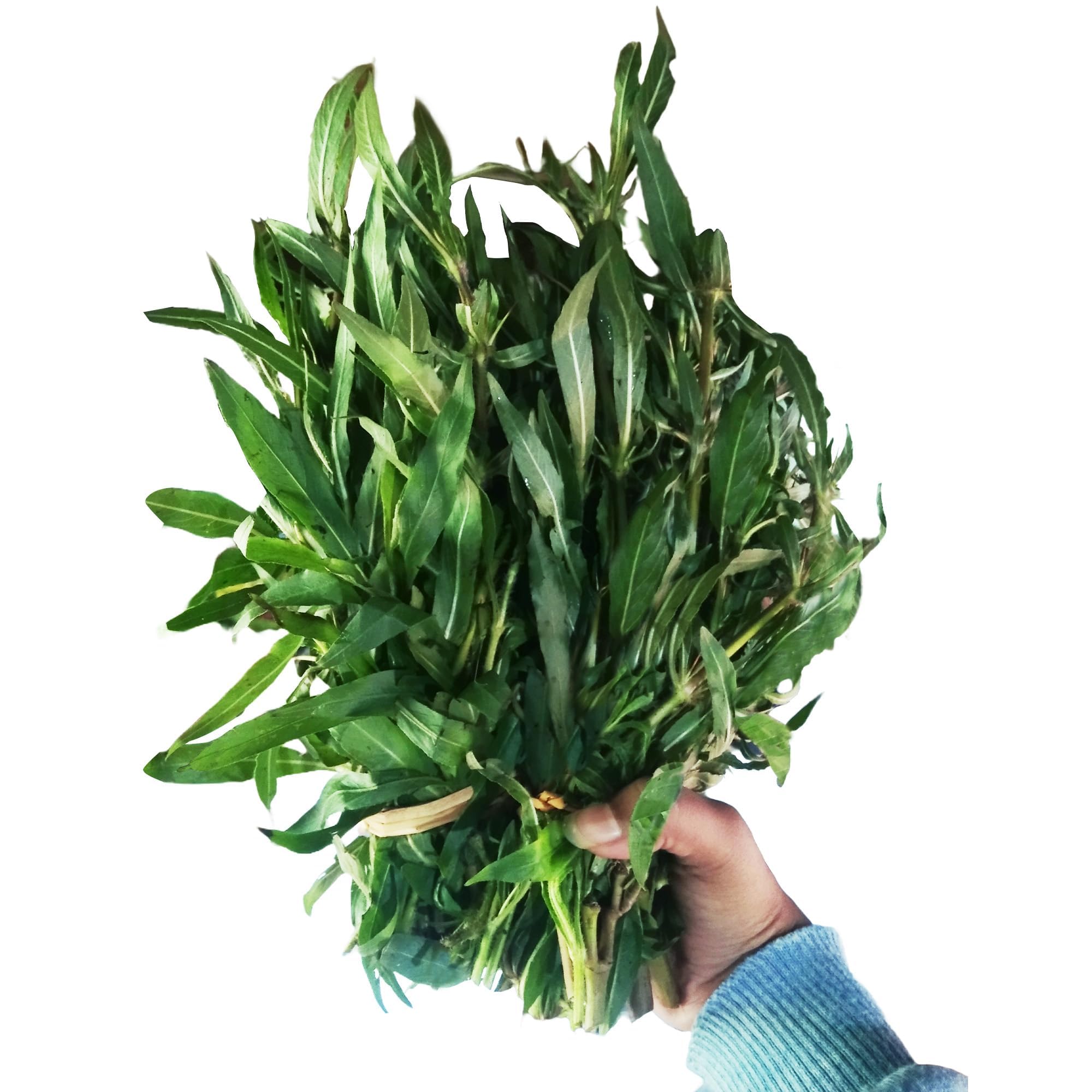 Kulekhara Plant Leaves | Stems/Cuttings of Kokilaksha, Branolia, Gokulakanta, or Neeramulli | Traditional Herb Known for Wellness Benefits & Supporting Natural Health (20-25 Stems) (B0DGLSL4NS) Amazon Price History, Amazon Price Tracker