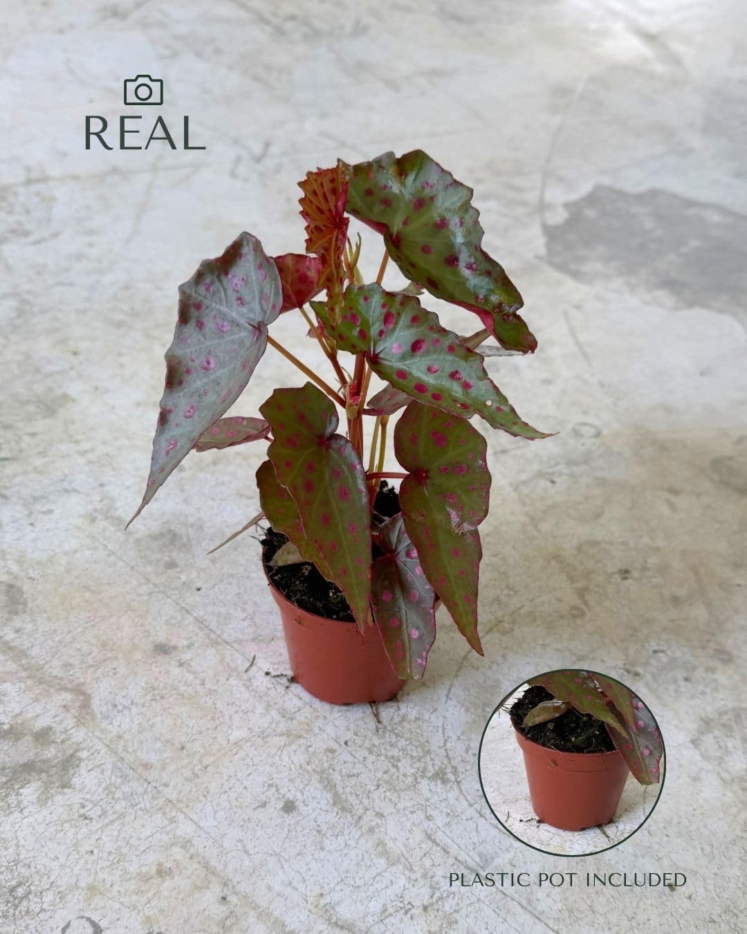 PUR PLANT Begonia Rosa Amphioxus Malachosticta | Begonia Tropical Exótica | Planta Natural de Interior Decorativa | Maceta Ø8 cm