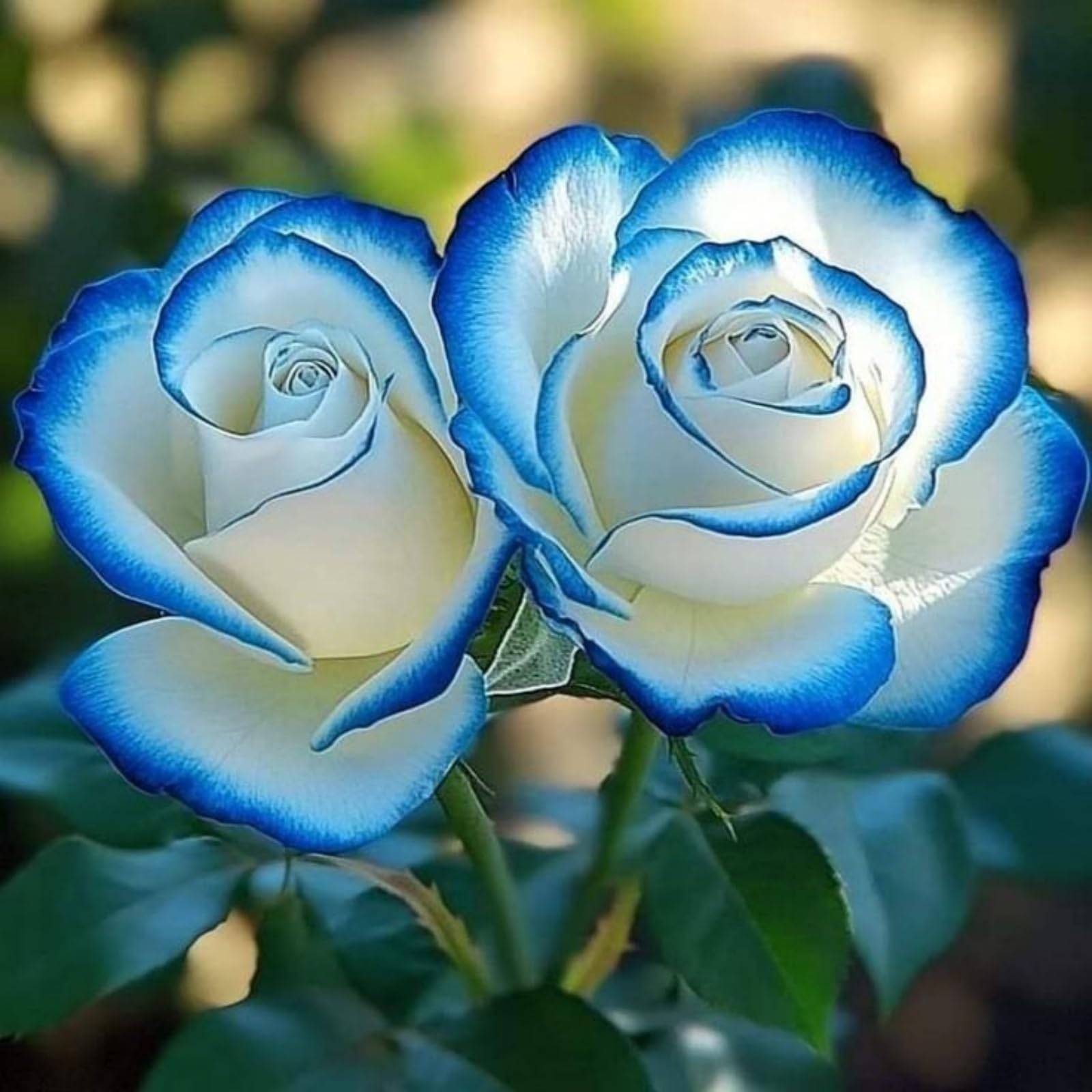 Rose Rhizome//Garden Elegance Decor //displays//Striking-1 Rhizome-B