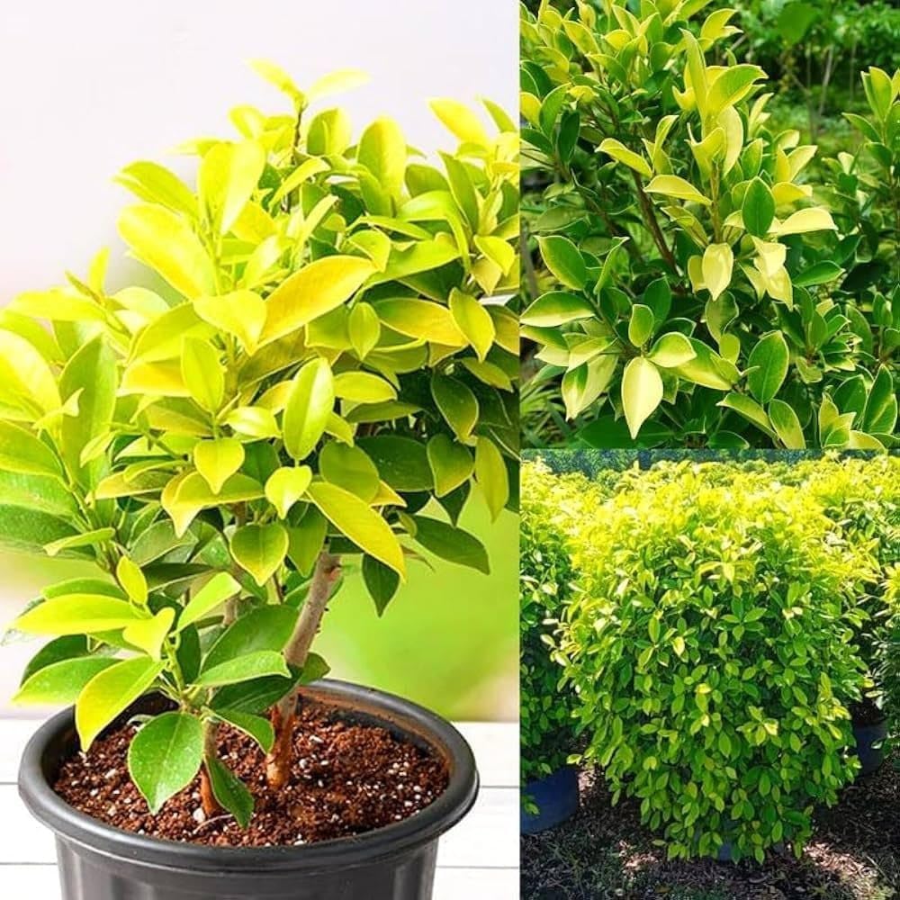 Golden Ficus Microcarpa Live Plant | Indoor Decorative Bonsai Style Tree for Home & Garden | Ornamental Foliage Plant for Balcony Patio Terrace and Office Desk Tabletop Green Décor-image-22