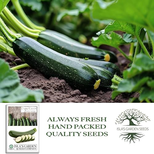 Miniatura 4 de Semillas de calabaza de verano de calabacín verde oscuro para plantar, más de 50 semillas tradicionales por paquete, semillas de jardín de Isla