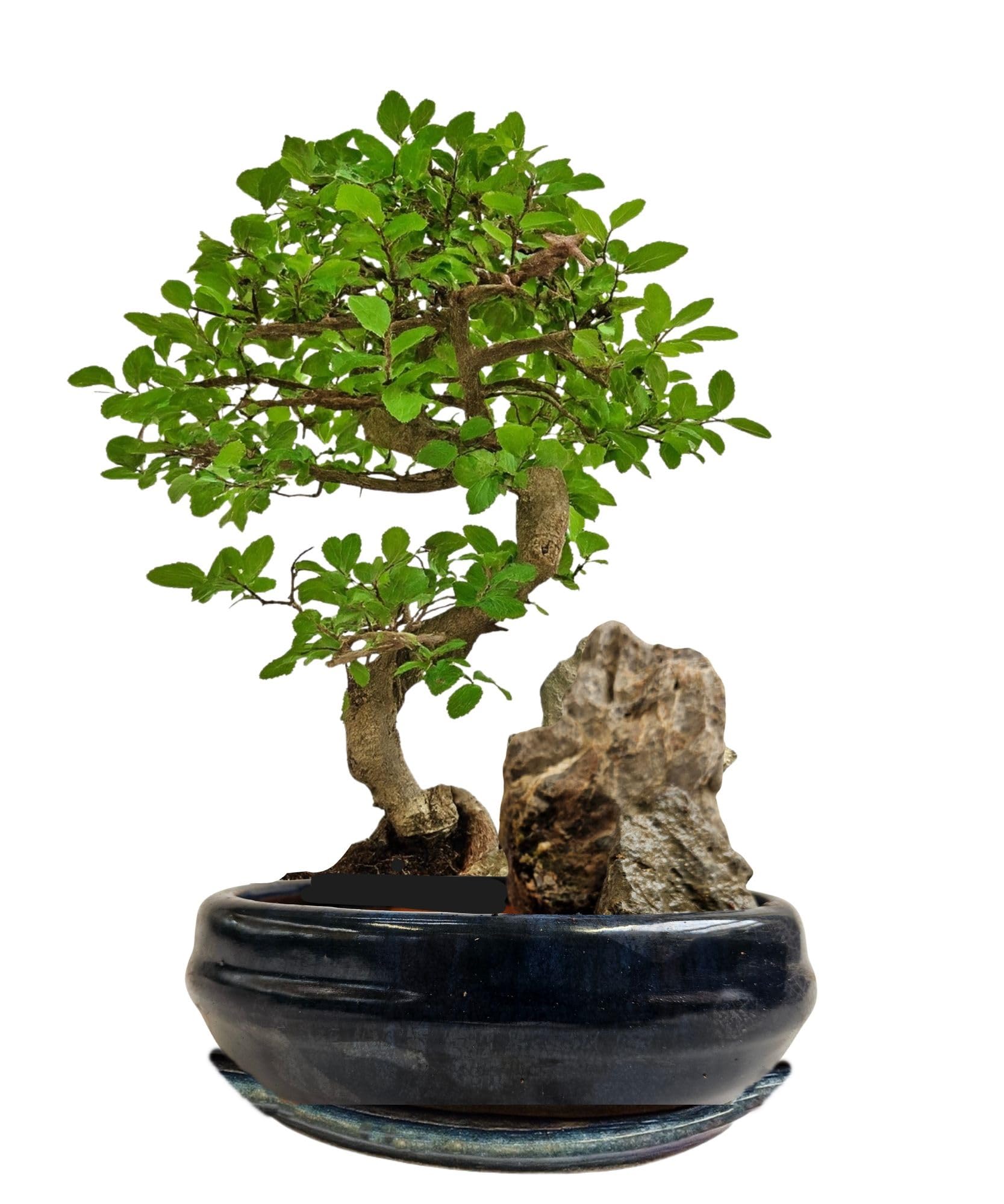 Chinesische Ulme Bonsai – ca. 9 Jahre alt, 35–40 cm – Bonsaiarrangement an Felsen in Keramikschale mit Untersetzer, pflegeleichter Indoor-Bonsai