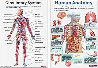 Muscular System Poster, Skeleton Posters - Detailed Anatomical Chart for School Anatomy Lab Wall Nursing Classroom Hospita...
