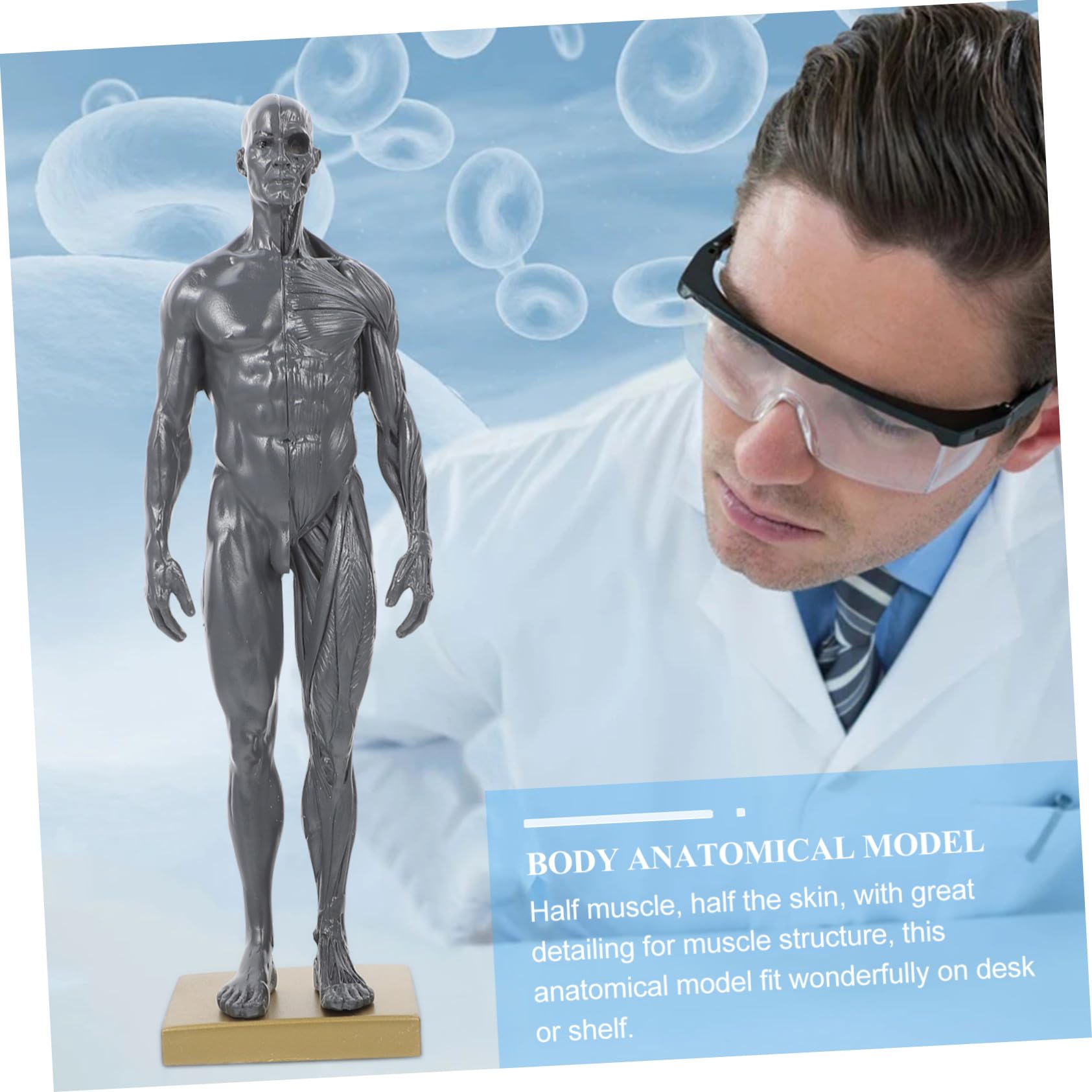 ULTECHNOVO Modèle Anatomique de Muscles du Corps Humain en Résine pour Étudiants, Instrument D’enseignement et Affichage D’apprentissage, pour Écoles et Laboratoires Couleur Aléatoire