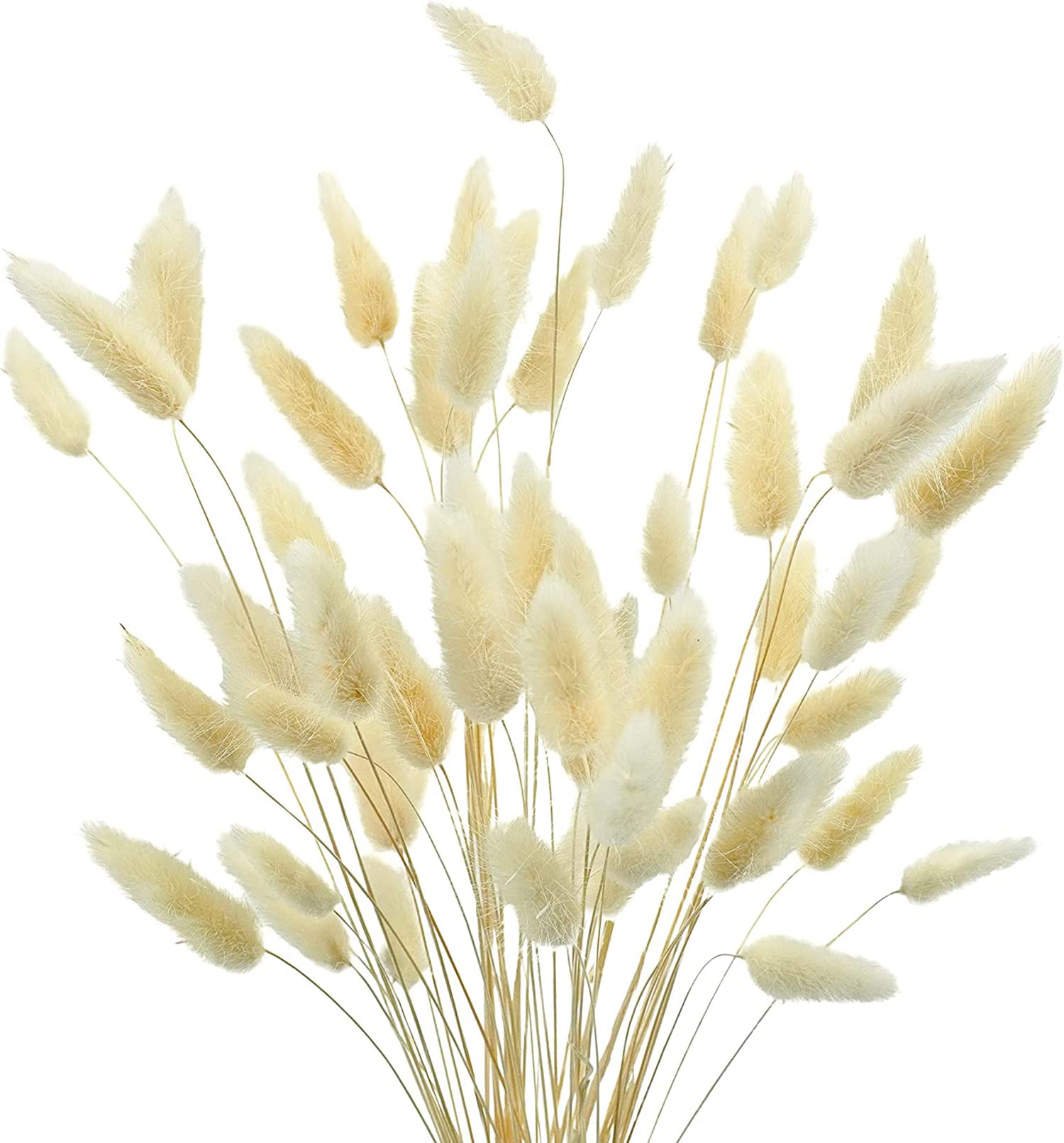 KASTWAVE Natural Bunny Tails Dried Flowers, 70 Pcs Dried Lagurus Ovatus, Dried Pampas Grass Decor for Farmhouse Flower Arrangements Wedding Home Boho Party Decorations(White)