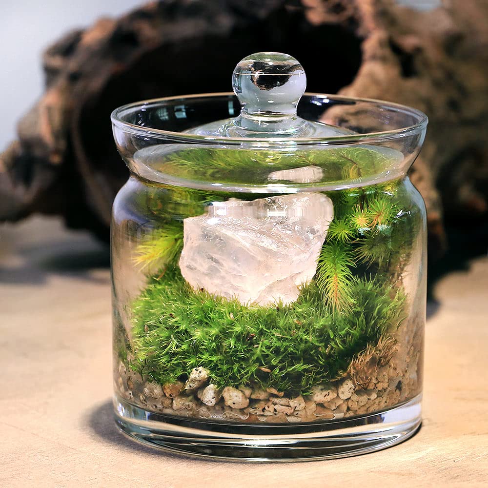 Amazon｜【charm】（観葉植物）苔テラリウム 鉱石レイアウト ローズ