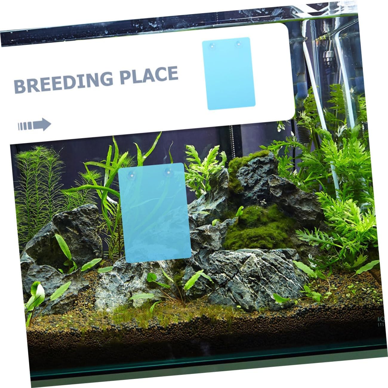 Farming Aquarium Divider Tray Fish Tank Breeder Box Suction Cup Blue Abs Material Fish Breeding Tanks Separator Net