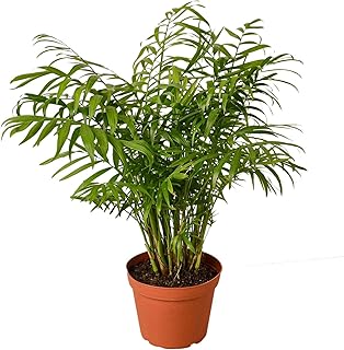 Parlor Palm Live Plant for Indoor | Different Houseplants in 4'' & 6'' P...
