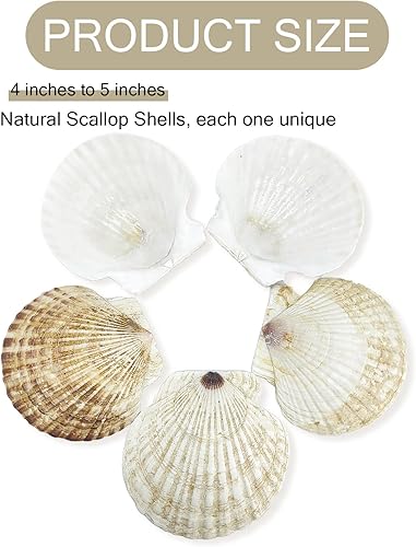 Miniatura 2 de stonechic 50 conchas de vieira para manualidades, grandes de 4 a 5 pulgadas, conchas naturales de playa blancas a granel para decoupage,
