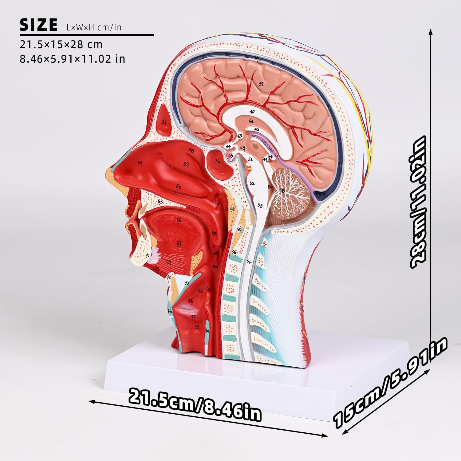 Anatomic Model Human Half Head with Superficial Neurovascular and Musculature, Life Size Skull Anatomy Model Detachable Brain, Medical Teaching Learning, Head Model for Education Display