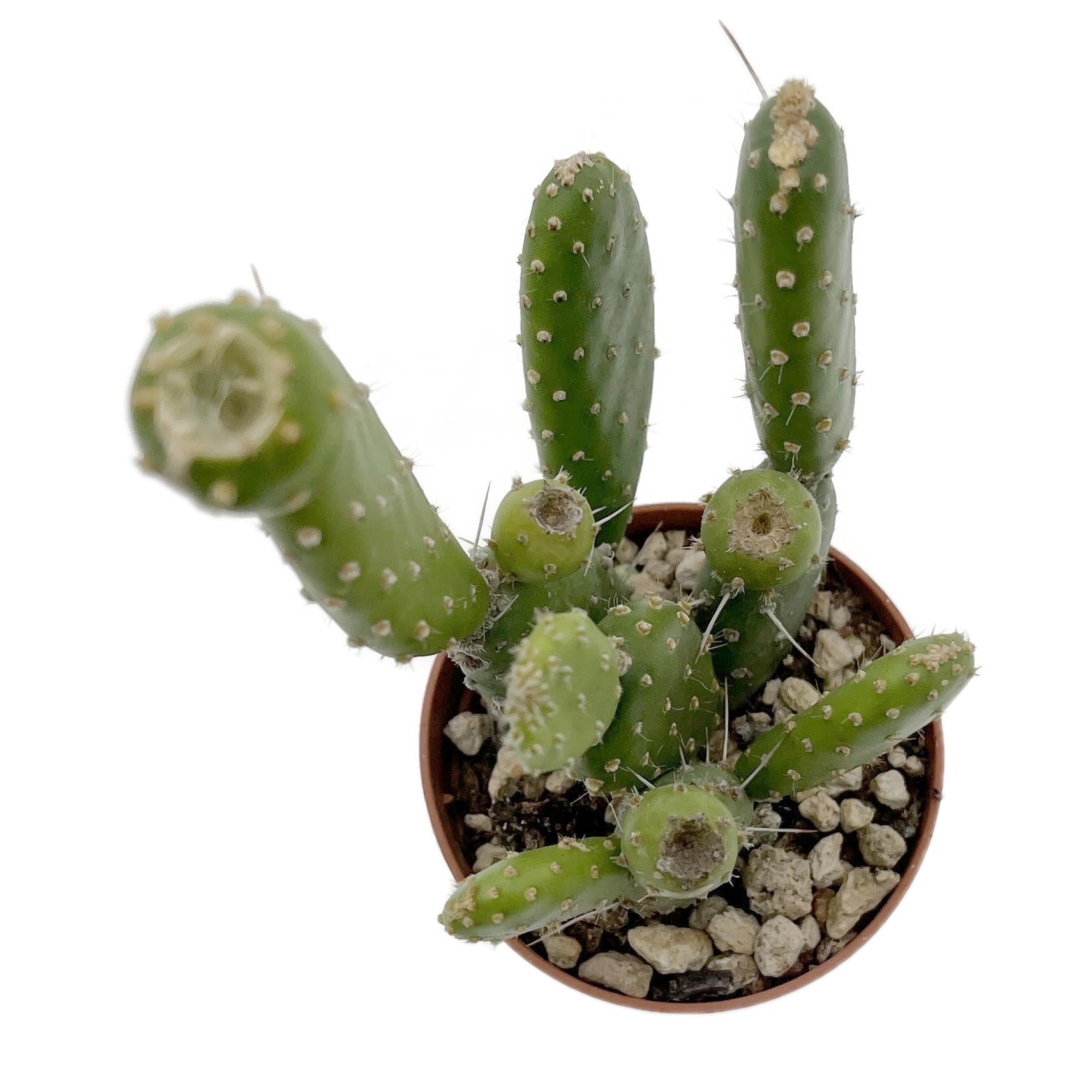 Fangblatt - Opuntia quitensis - exotischer Gliederkaktus im  6 cm Topf -  exotischer Kaktus - pflegeleichte Zimmerpflanze : Amazon.de: Garten
