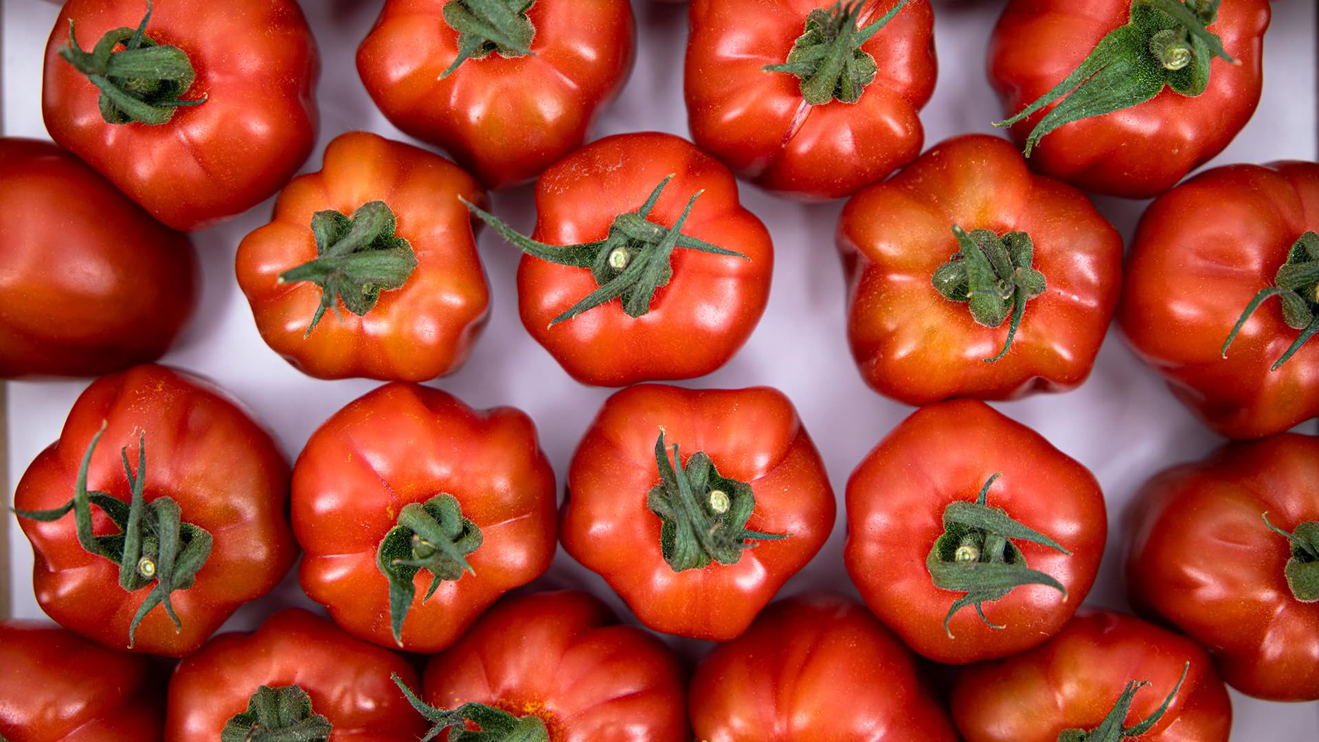Tomate fresco Wabi-Sabi 0,85kg Origen España Andalucía Costa Tropical Cooperativa Granada La Palma