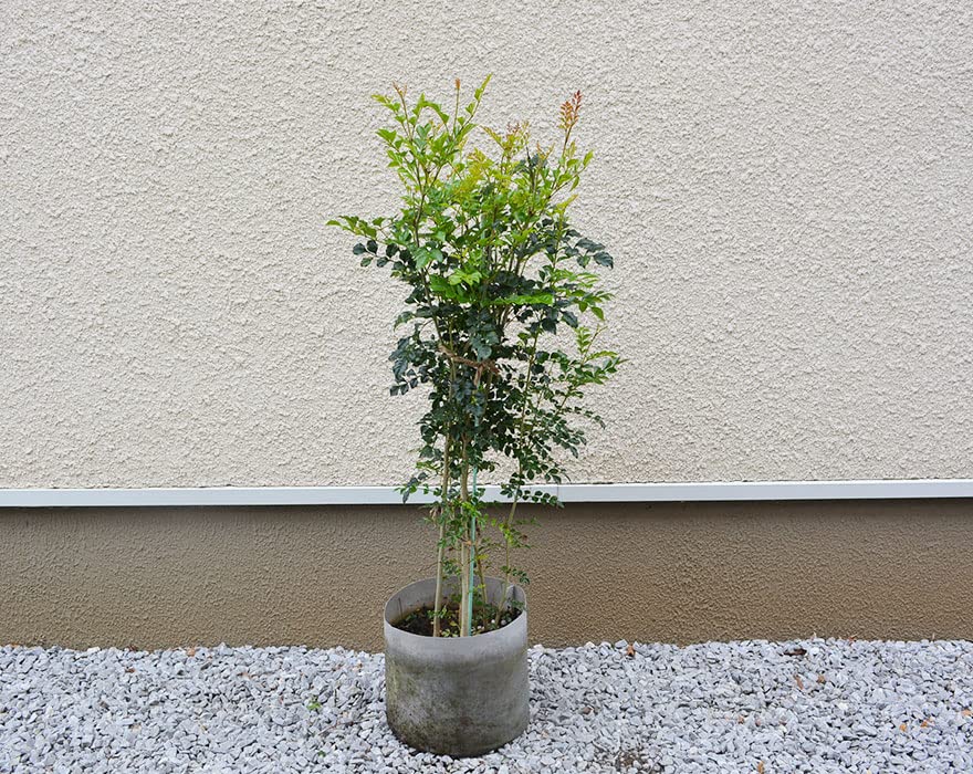 Amazon Co Jp シマトネリコ 約90 100cm 植木 庭木 苗木 シンボルツリー 観葉植物 おしゃれ 島とねりこ Diy 工具 ガーデン